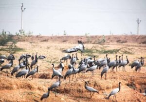 Khichan - A Bird Watcher's Paradise