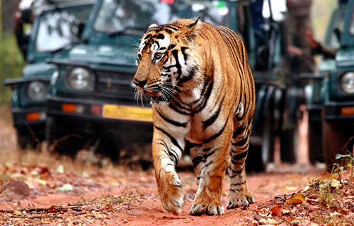 Rajasthan-Wildlife-Tour.png